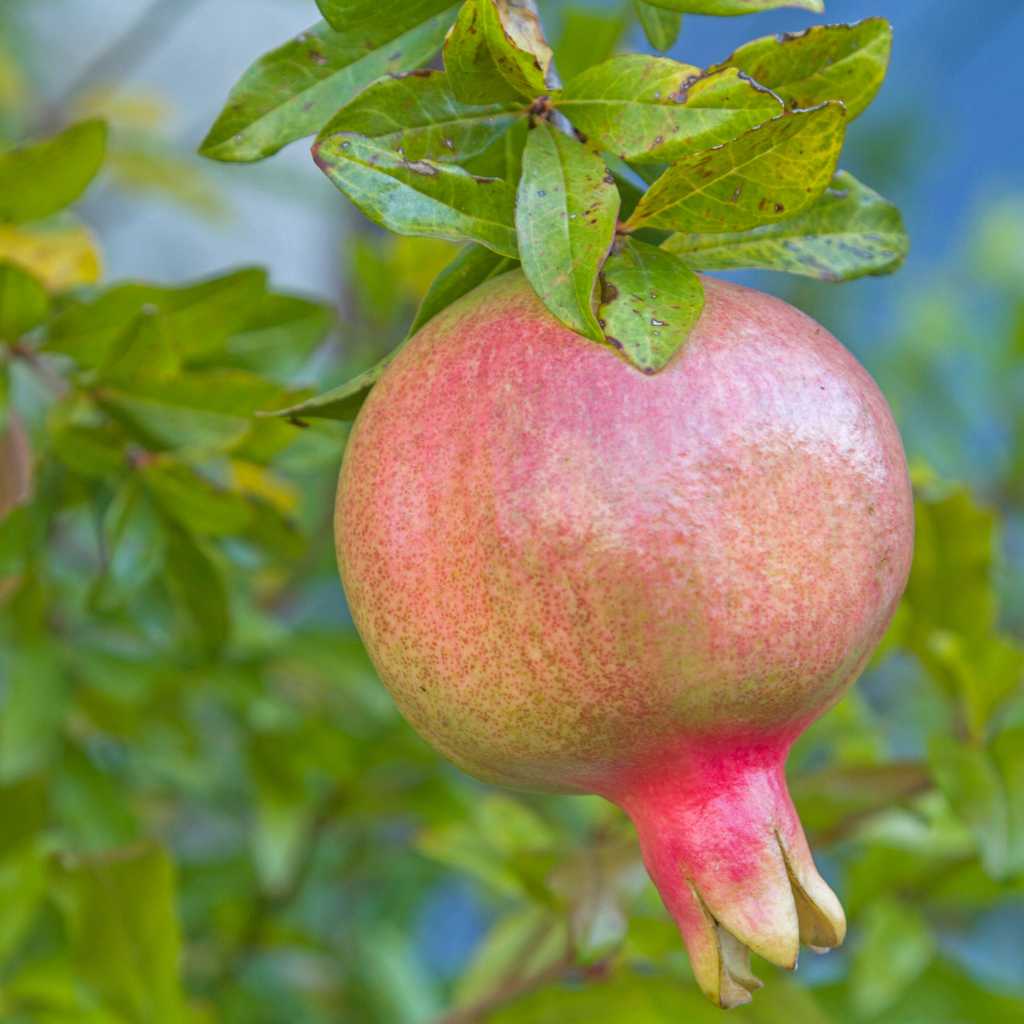 Super Rare Sirenevyi Pomegranate Cuttings - 3 Fresh Scions for Rooting - Punica granatum ‘Sirenevyi’ - Sweet, Productive Variety