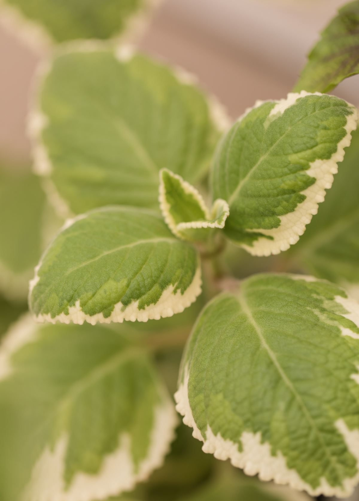 Cuban Oregano, Variegated (Plectranthus amboinicus)