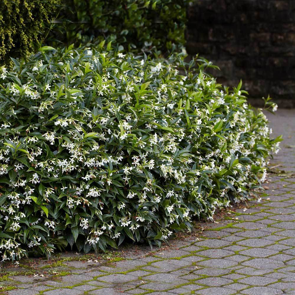 Star Jasmine Plant - 1 Rooted Stem - Fragrant Evergreen Climber - Trachelospermum jasminoides - Fast-Growing Flowering Vine