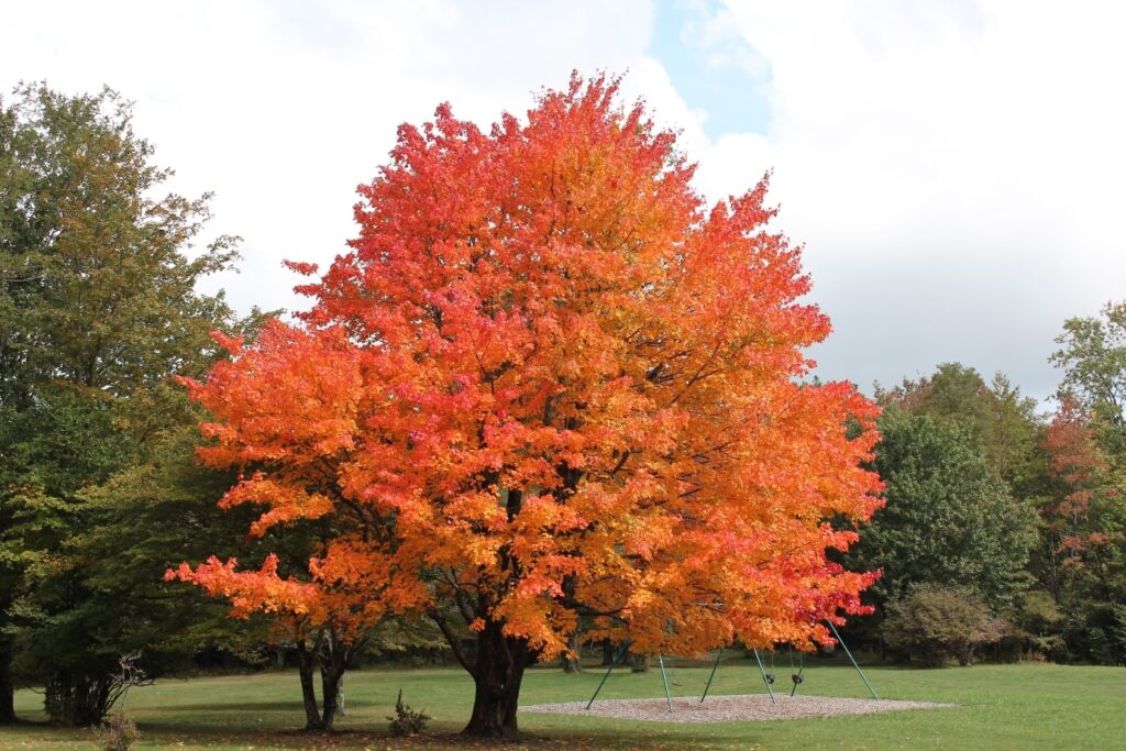 Live Sugar Maple Tree 10-18" Bareroot Acer saccharum | Hardy Shade Tree with Brilliant Fall Color | Zones 3-8