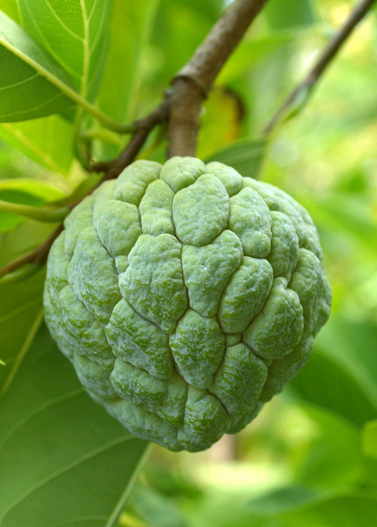Sugar Apple 'Na Dai' (Annona squamosa L)