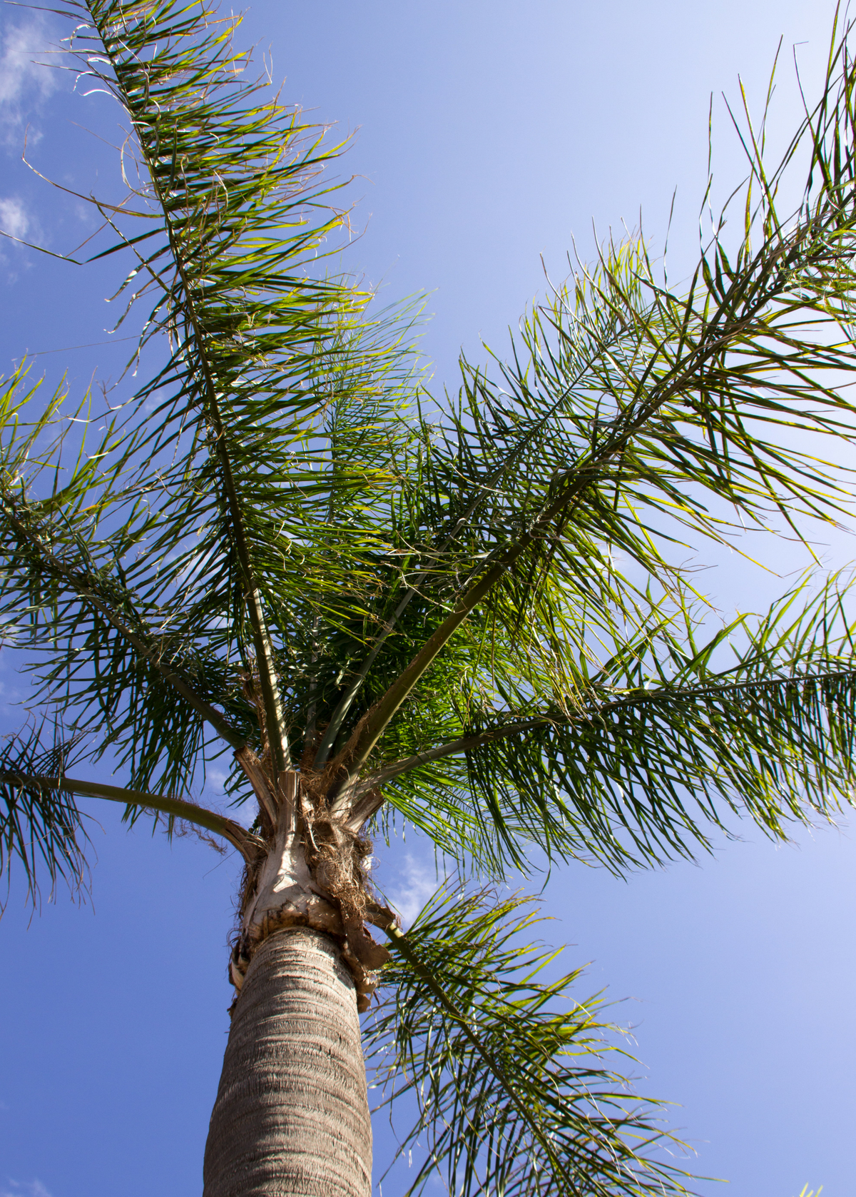 Queen Palm (Syagrus romanzoffiana)