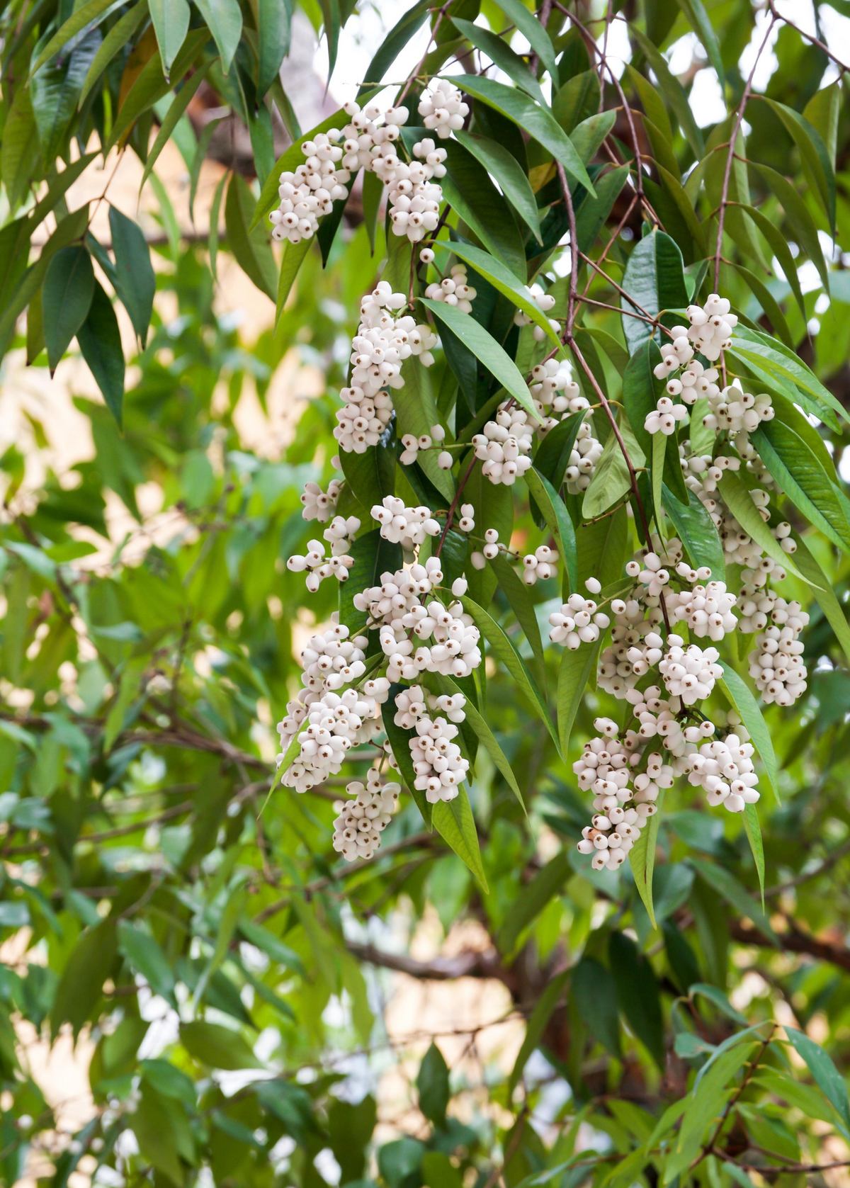Samet, Phak Mek (Syzygium gratum)