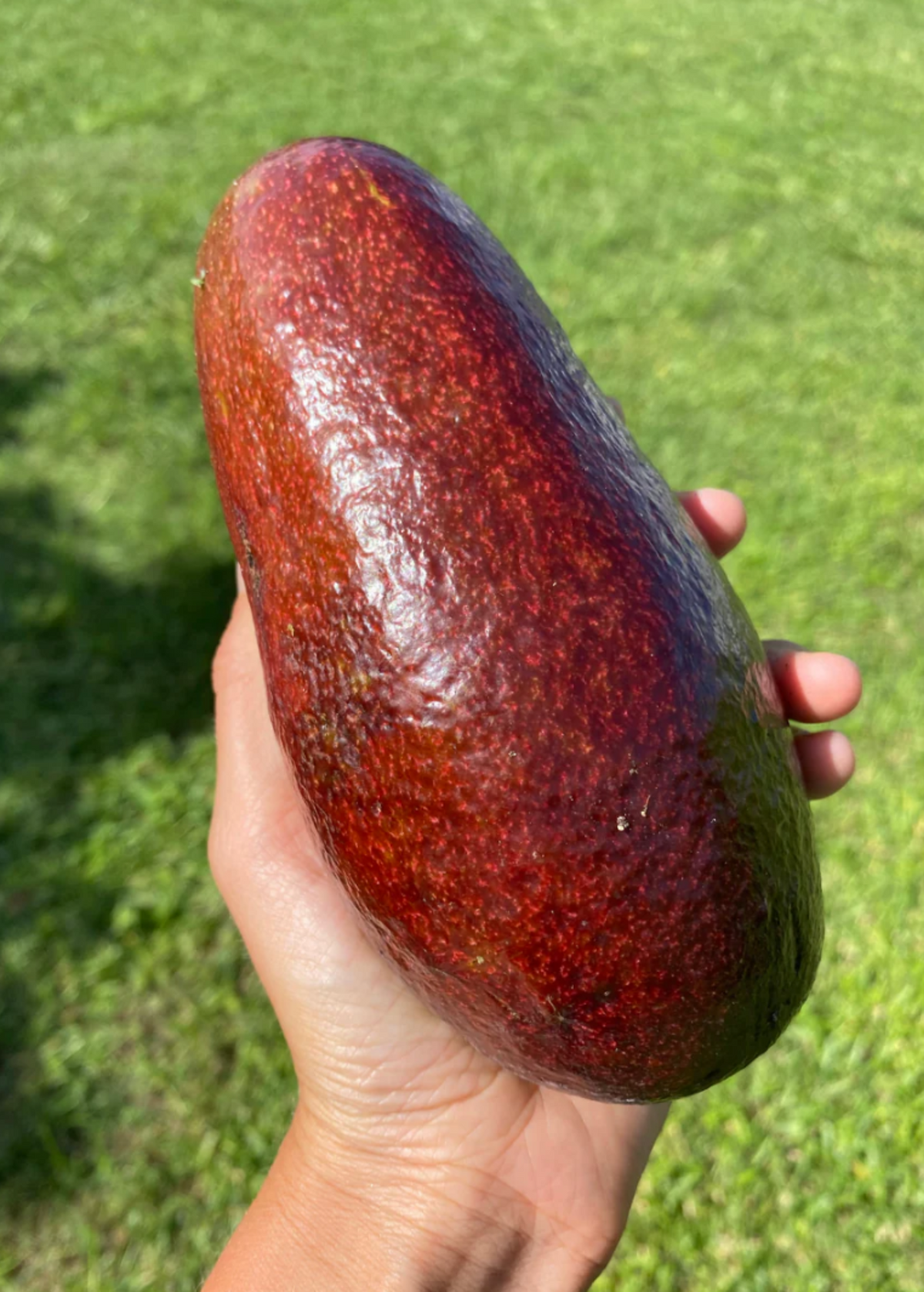 Avocado 'Thompson's Red' (Persia americana)