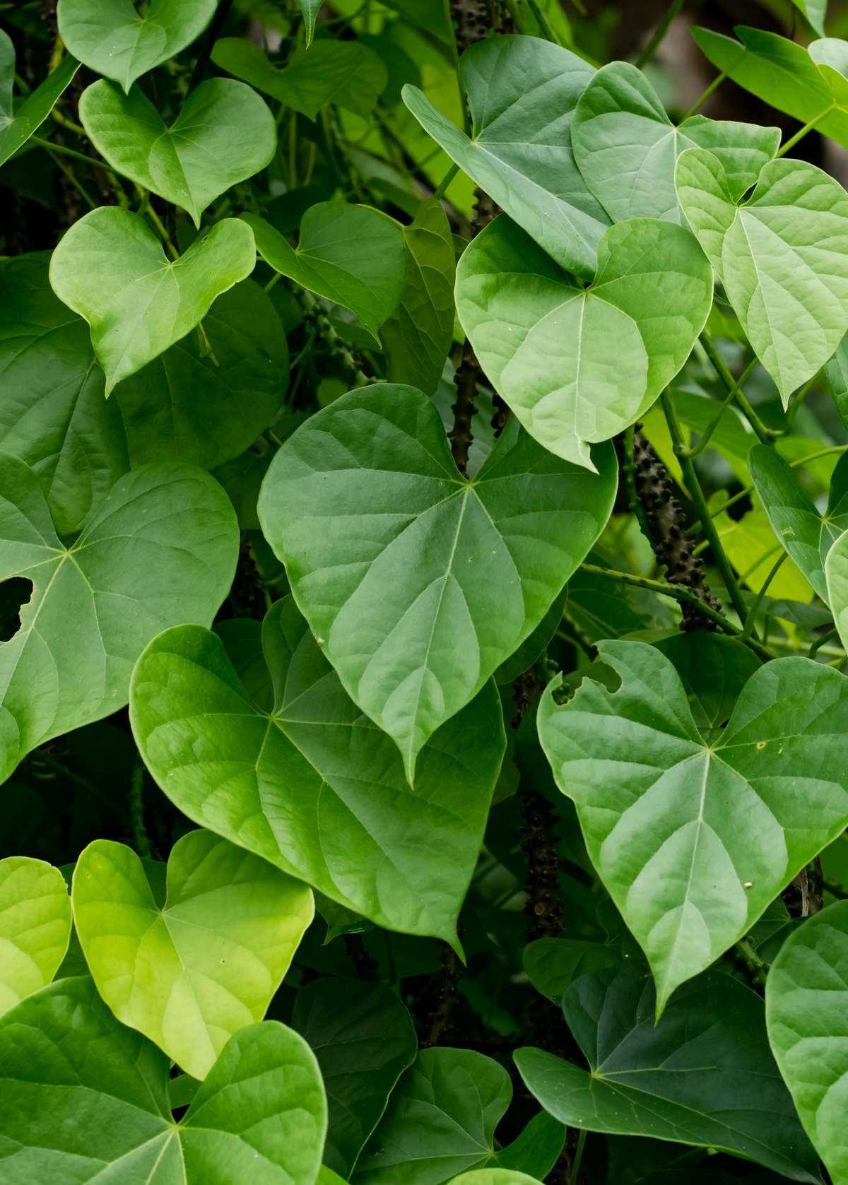 Giloy Vine (Tinospora cordifolia)