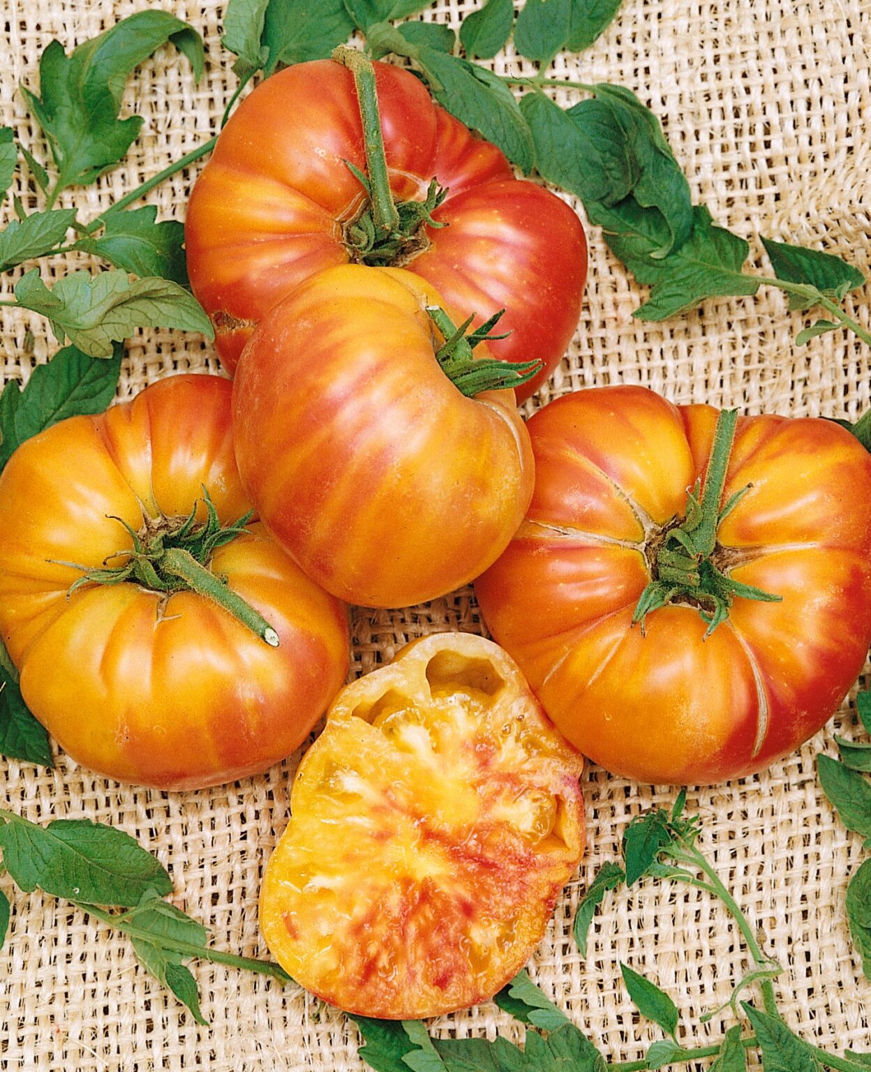 Old German Tomato Plants 6–10" Rare Heirloom Bicolor Slicer Solanum lycopersicum - Sweet Yellow-Red Fruits for Garden