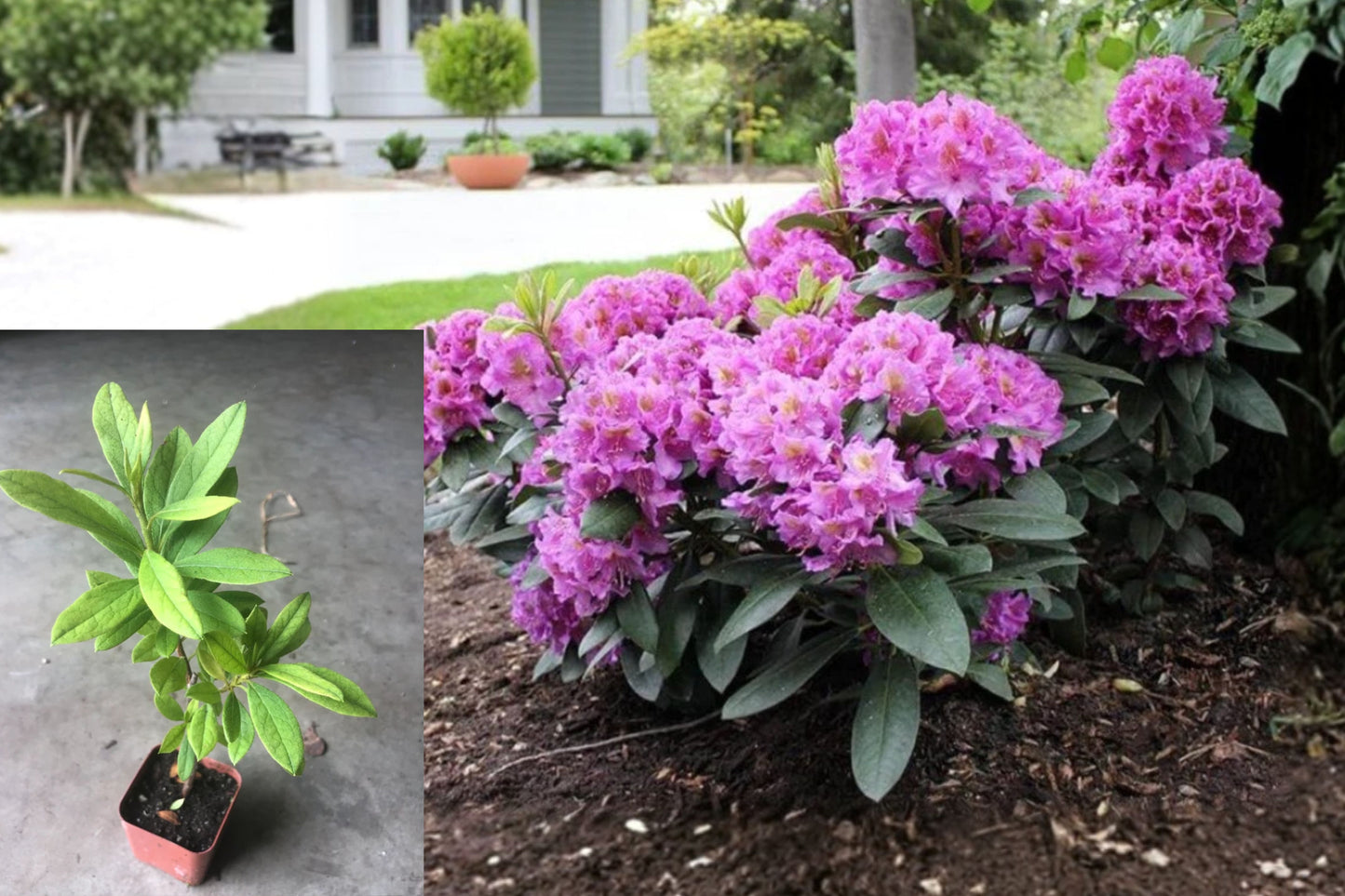 Purple Azalea Live Plant – 10" Tall, 4" Pot – Flowering Shrub