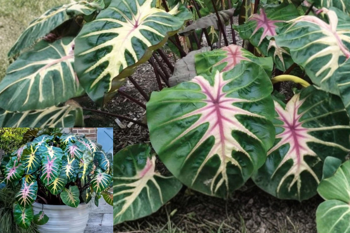 Colocasia Esculenta 3 Live Plants, 5–8 Inches Tall – Elephant Ear Taro