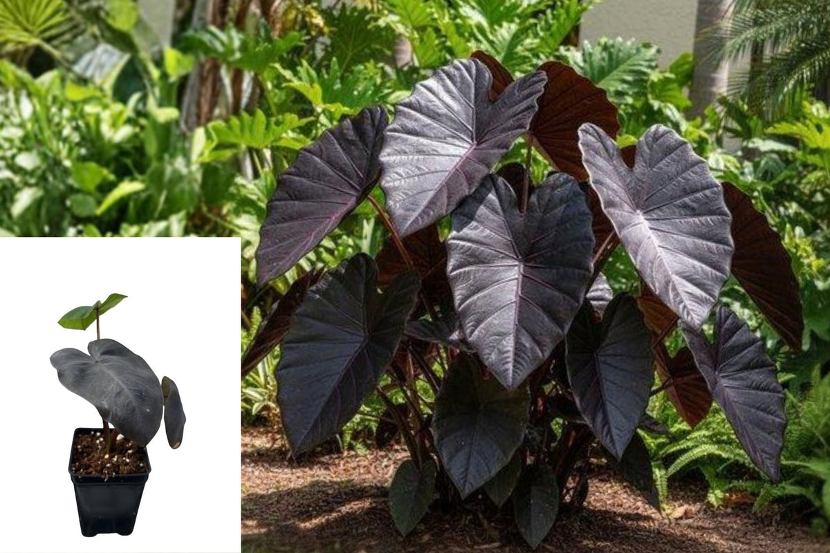 Black Colocasia Elephant Ears Live Plant, 5–7 Inch Tropical Taro Foliage Starter, Dark Leaf Outdoor Garden Plant