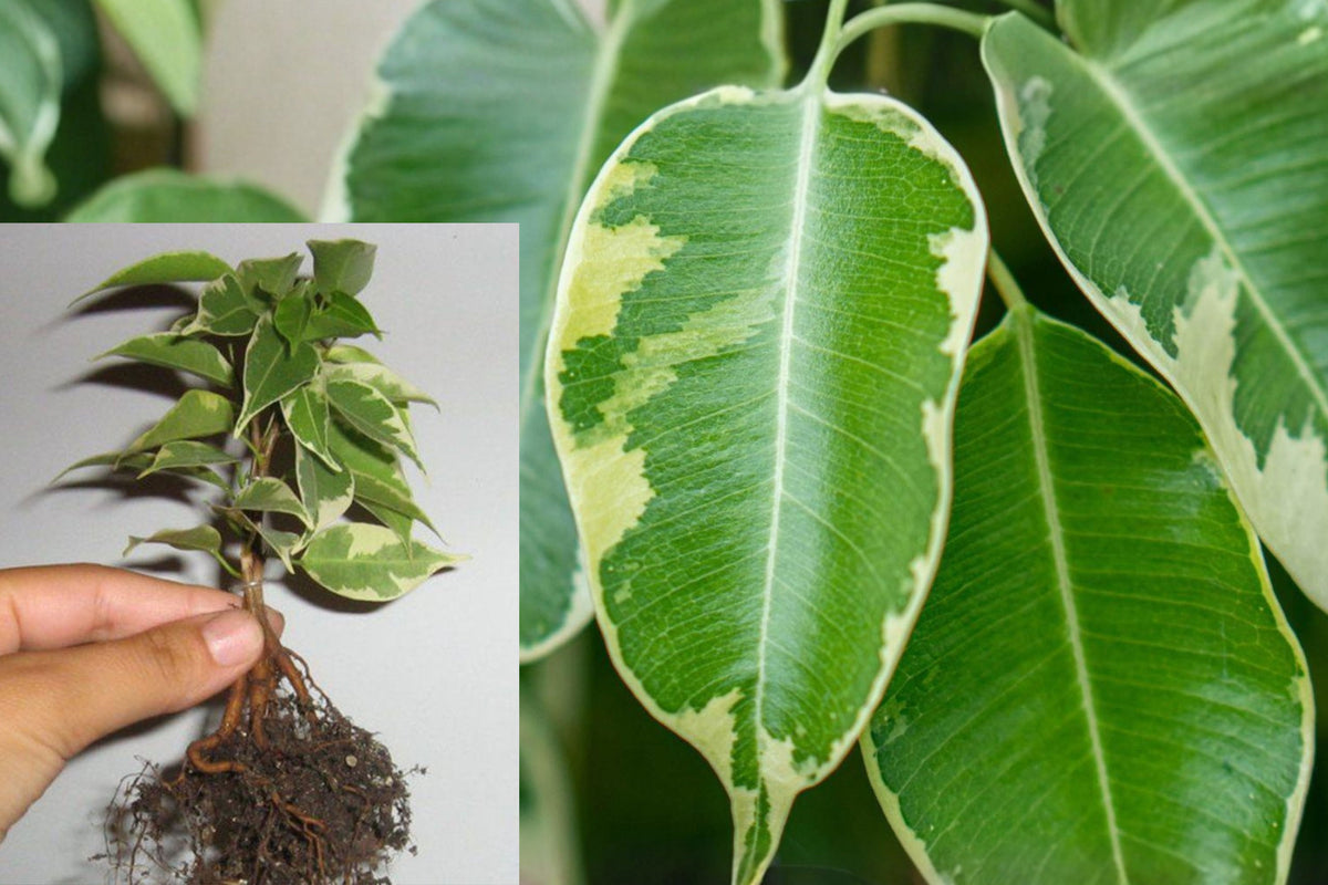 Variegated Ficus Benjamina Live Plant, Rooted Plant Plug, Green and Cream Foliage, Ornamental Ficus Houseplant Starter