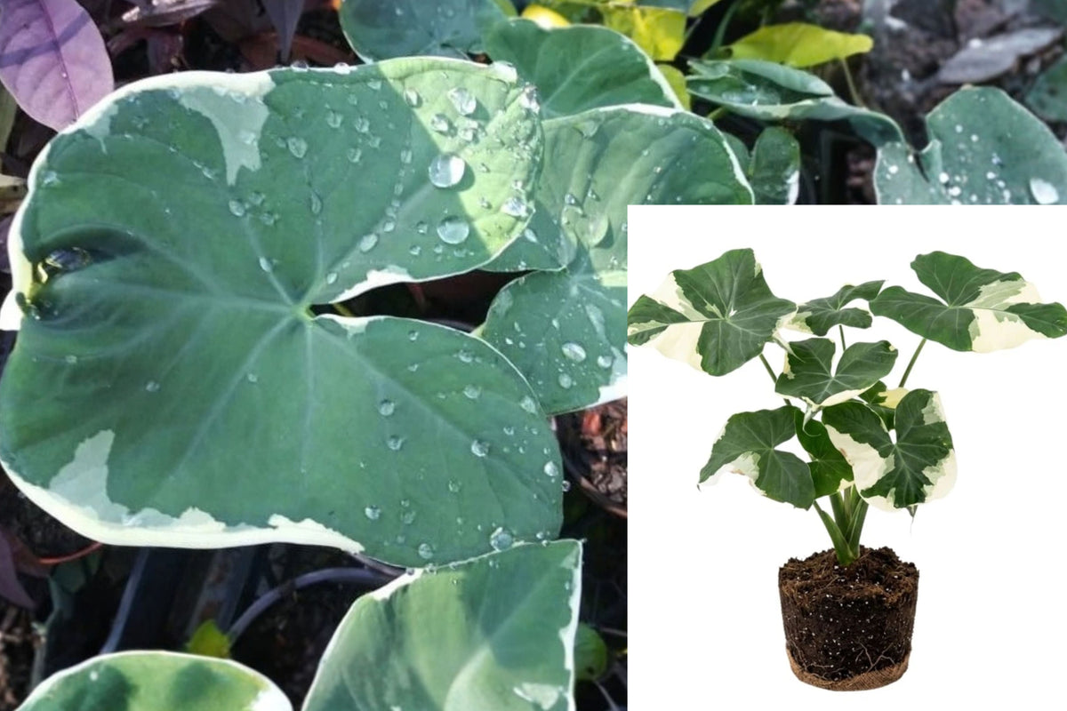 Alocasia Variegated Mickey Mouse Live Plant – 4–8 Inch Starter
