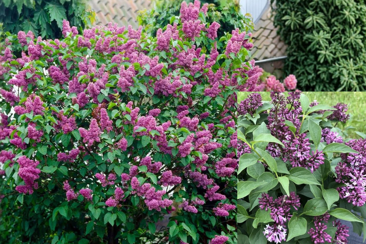 Common Lilac 1 Live Plant – Double Blue Syringa vulgaris in Pot