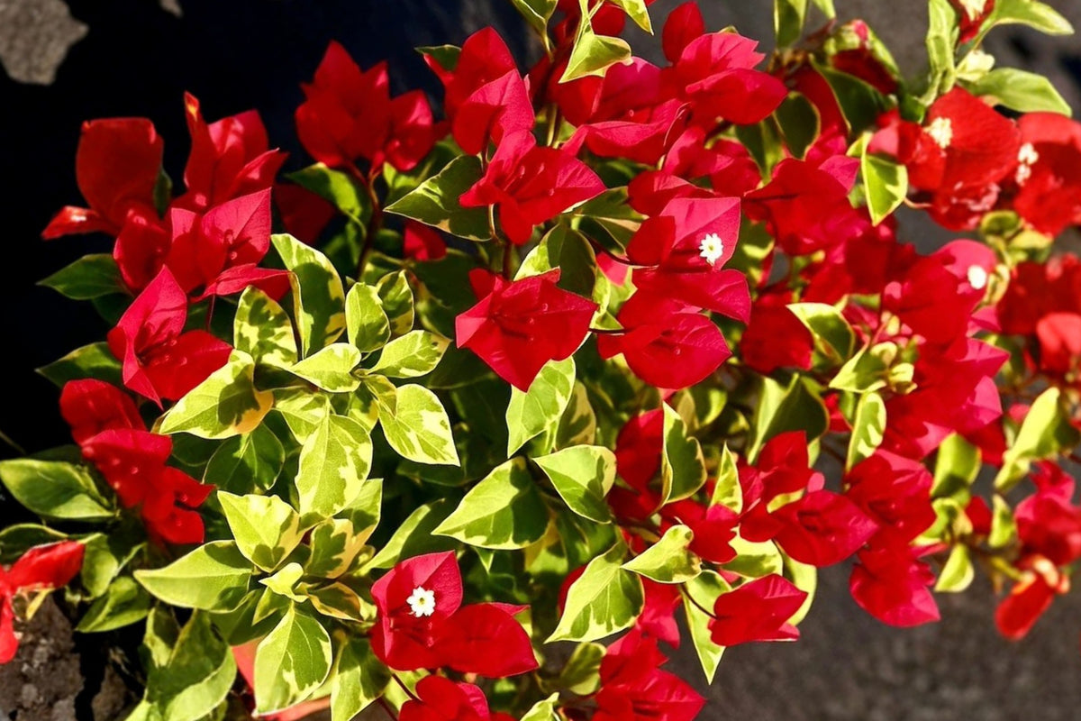 VF Sunstone Red Bougainvillea Live Plant – 1–2 Ft Tall – Bougainvillea
