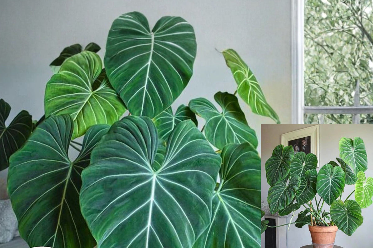 Philodendron Plants 4-Pack – 2" Pots – Live Indoor Houseplants – Philodendron spp.