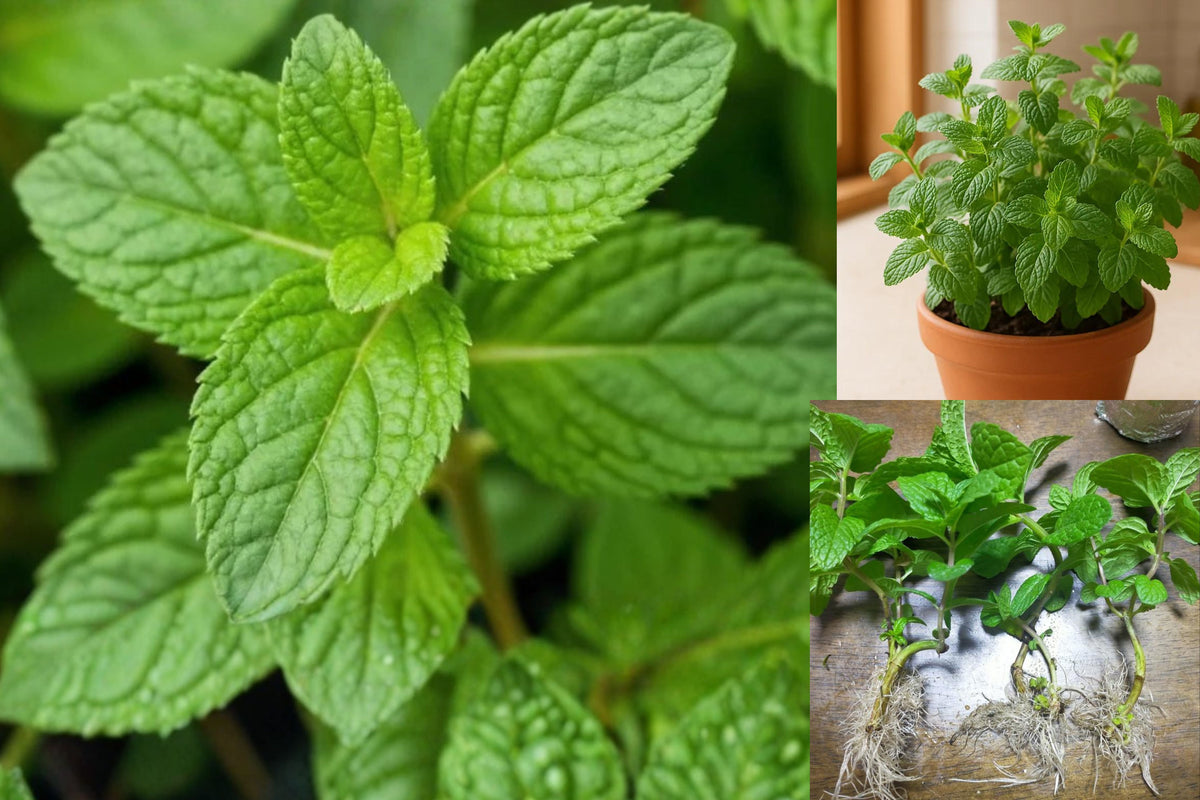 6 Rooted Peppermint Live Plants, Mentha Herb Cuttings, Fragrant Culinary Mint, 4ā10 Inch Bare Root Herb Garden Starters