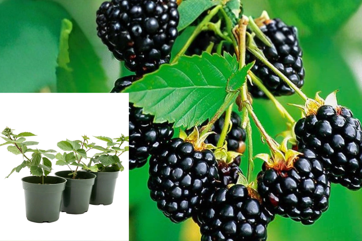 Navaho Thornless Blackberry Live Plants, Set of 3 Fruit Bush Starters, 4–6 Inch Tall, Edible Berry Garden Plants
