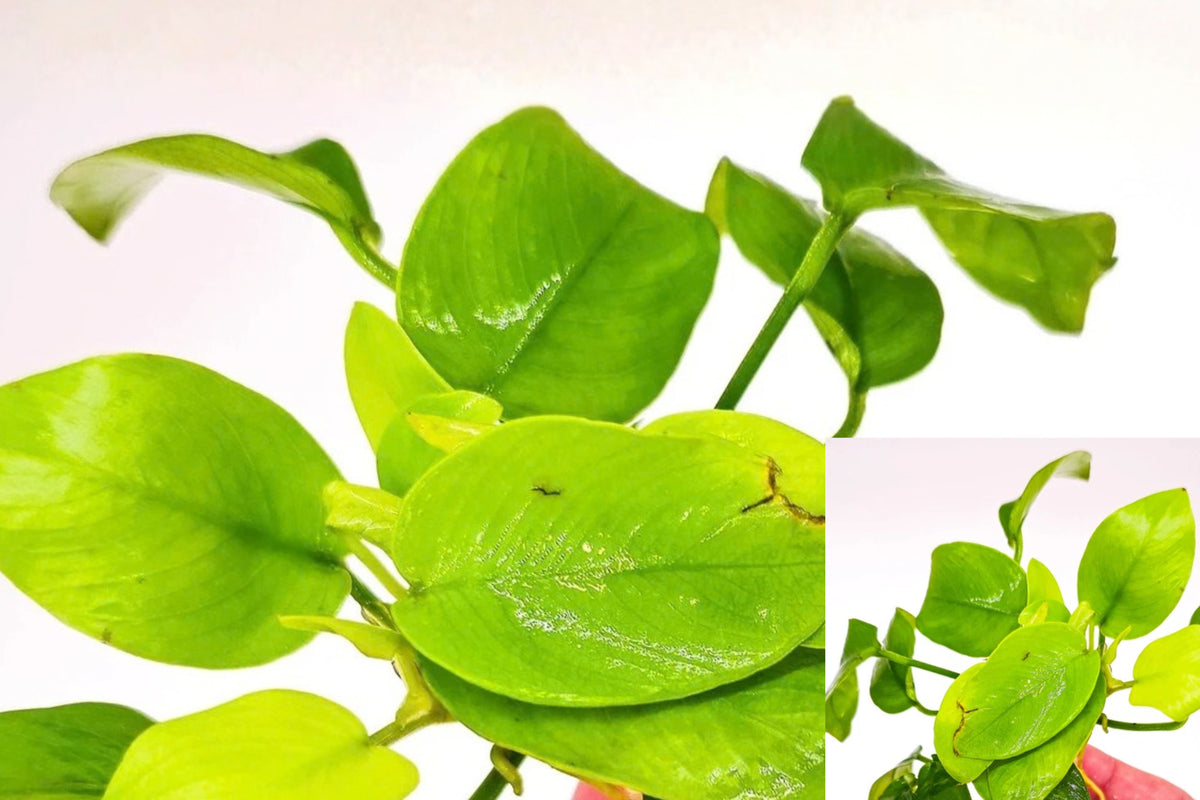 Anubias Nana Golden Leaf 1 Live Aquarium Plant – Freshwater Aquascaping