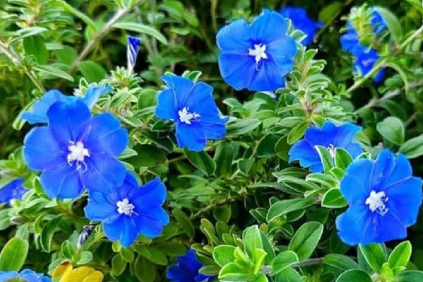 Blue Daze 2 Live Plants – 4–6" Tall – Evolvulus