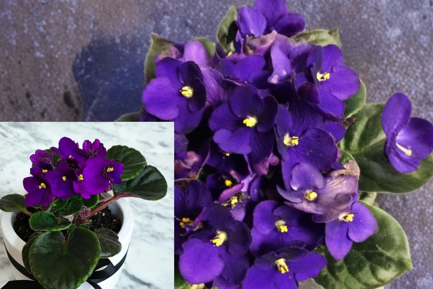 Purple Violet Live Plant – 1 Plant – 4" Pot – 3–5" Tall