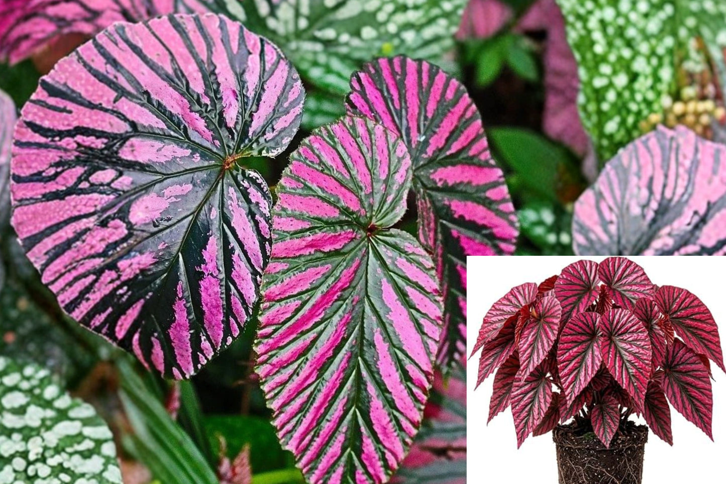 Begonia Brevirimosa Exotica Red Live Starter Plant 4–6 in – Begonia brevirimosa
