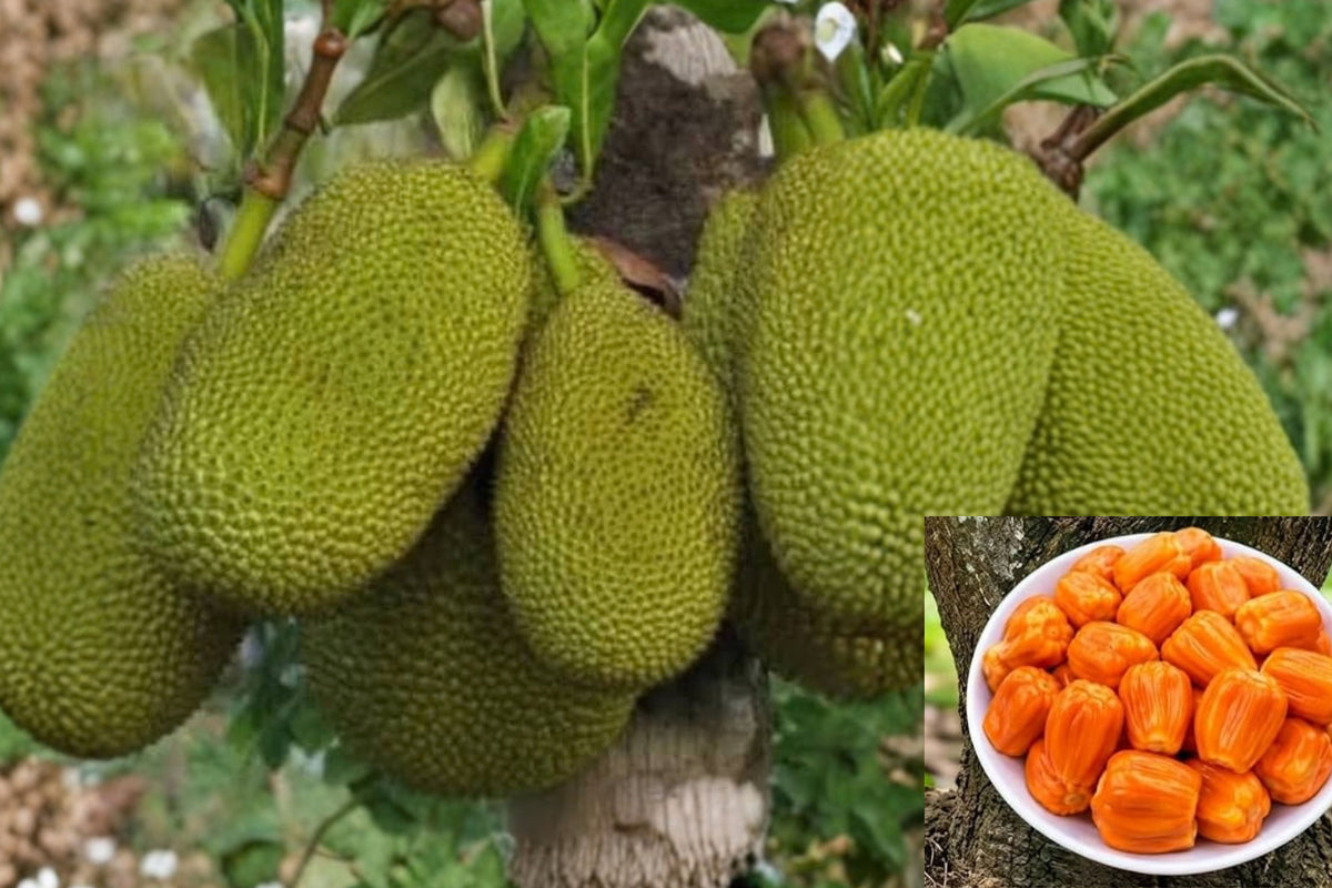 Red Jackfruit Live Plant – 6–10 Inches Tall – Artocarpus heterophyllus