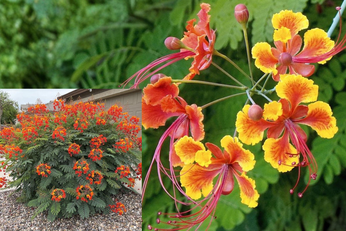 Red Pride of Barbados Live Plant, Dwarf Poinciana Seedling, 6–9 Inch Tropical Flowering Shrub