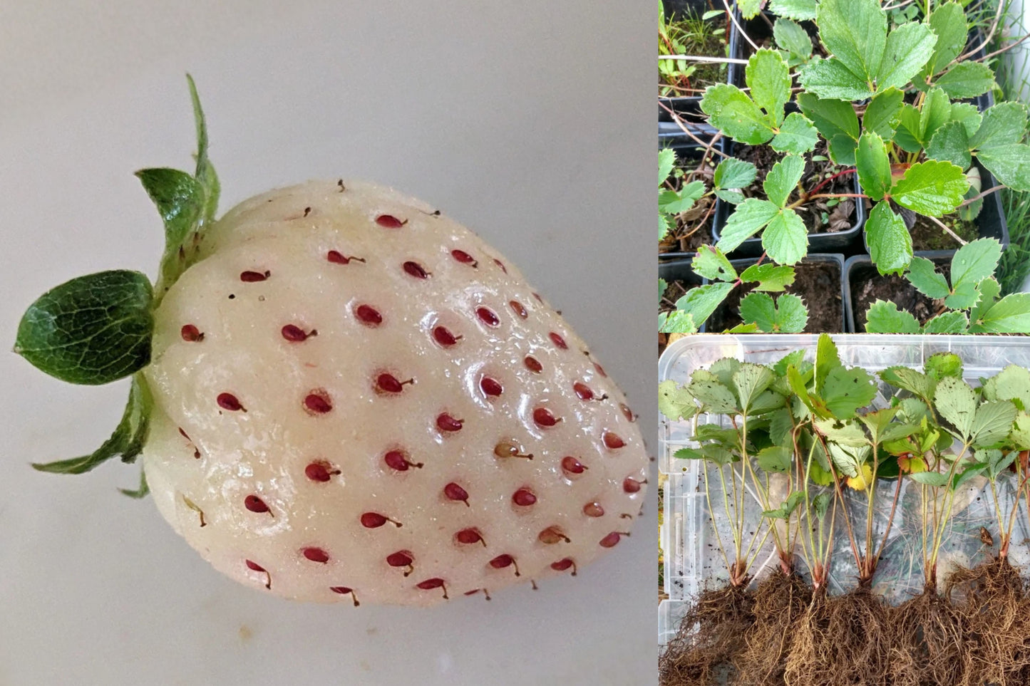 Hawaiian Pineberry 5 Live Bare Root Plants – White Strawberry