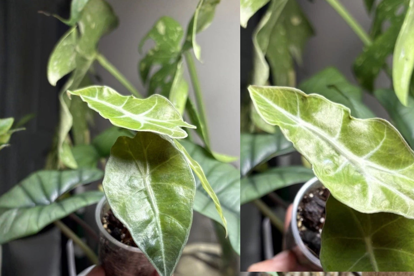 Alocasia Polly Live Potted Plant – 1 Starter Plant – 4 Inch – Alocasia