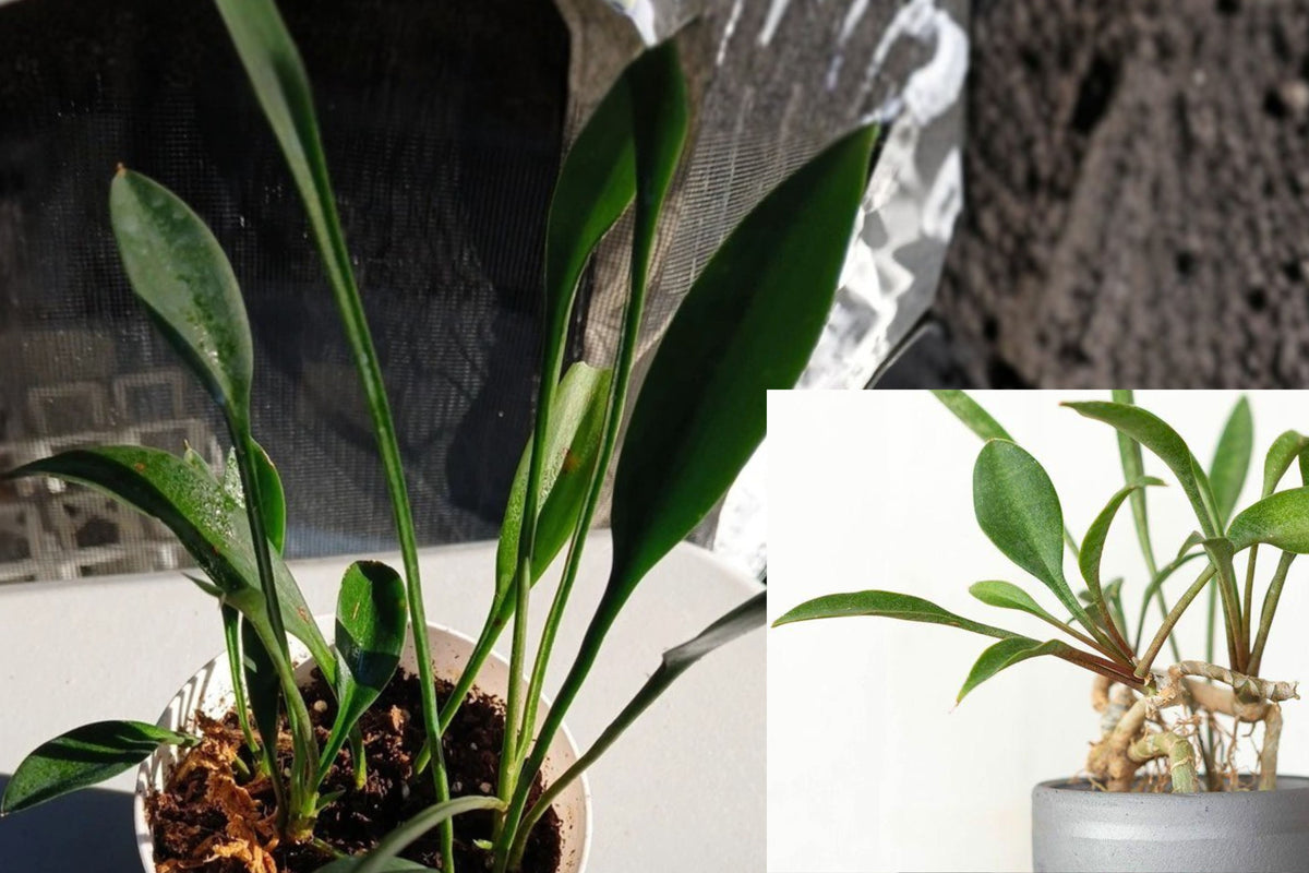 Spoon Sansevieria Live Plant, Unique Snake Plant, Sculptural Green Foliage Houseplant, Indoor Outdoor Succulent Style Plant