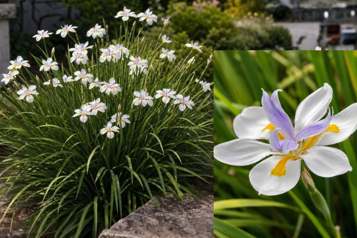 African White Iris 2 Live Plants – 4-Inch Pot-Grown Size – Dietes spp.