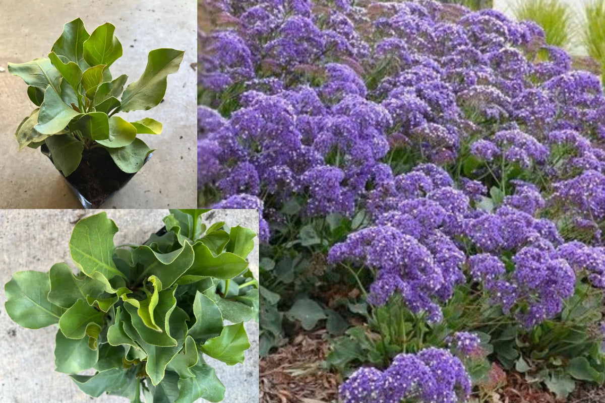 Statice 'Blue Seas' Live Plant – 4-Inch Pot – Limonium perezii