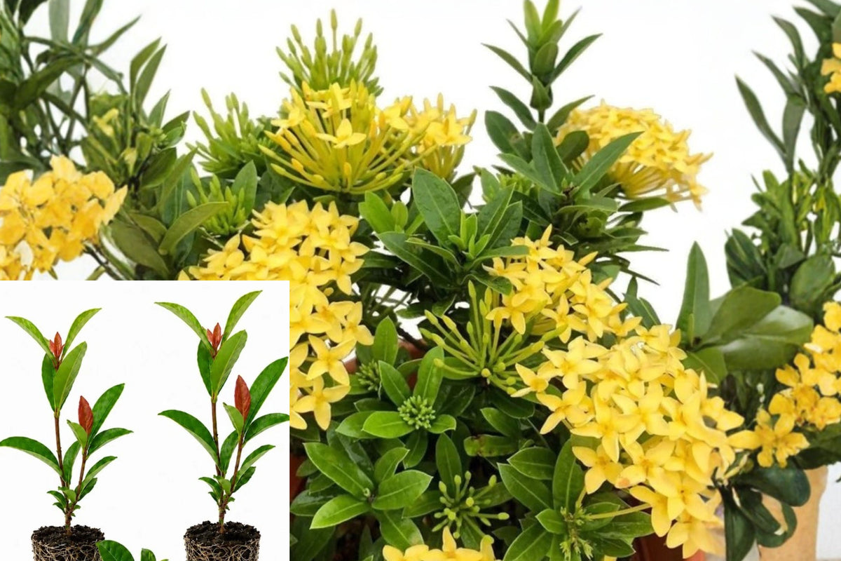 Set of 2 Yellow Ixora Live Plants, 4–7 Inch Flowering Shrubs, Tropical Garden Starter Plants, Patio and Container Plants