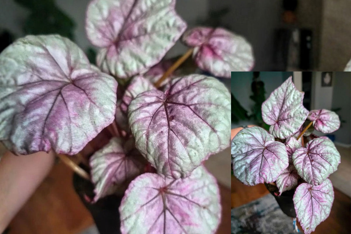 Rex Begonia 'Inca Flame' Live Plant – 4-Inch Pot – Begonia