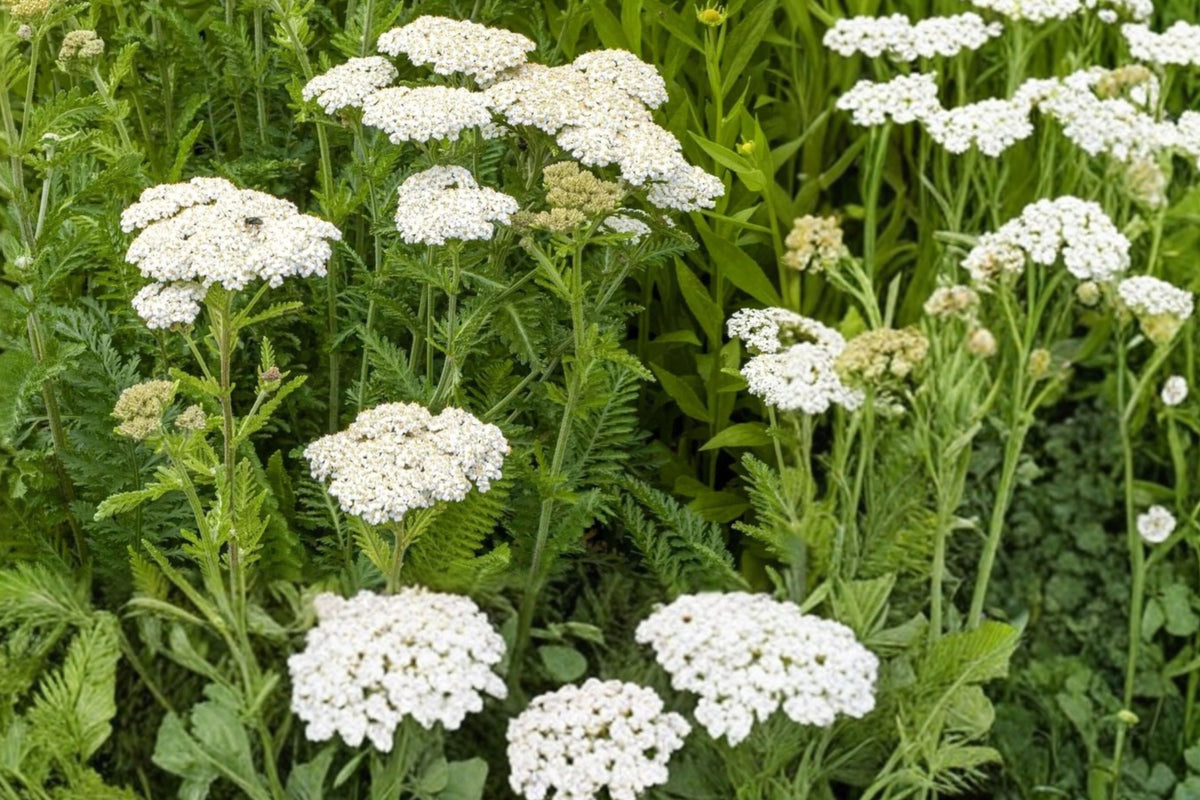 Pearl White Yarrow 2 Live Plants with Rhizomes – Achillea millefolium