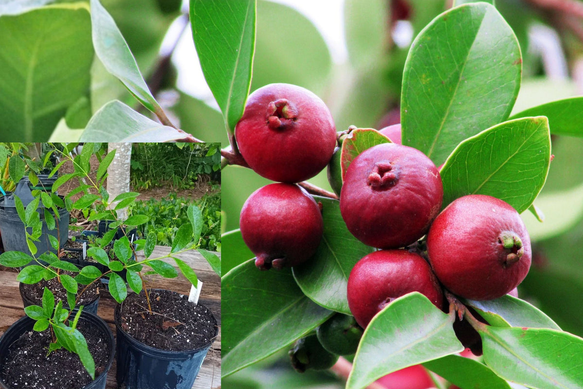 Red Strawberry Guava Live Plant, Psidium Cattleianum Fruit Tree, 18 Inch Tropical Evergreen Starter Plant