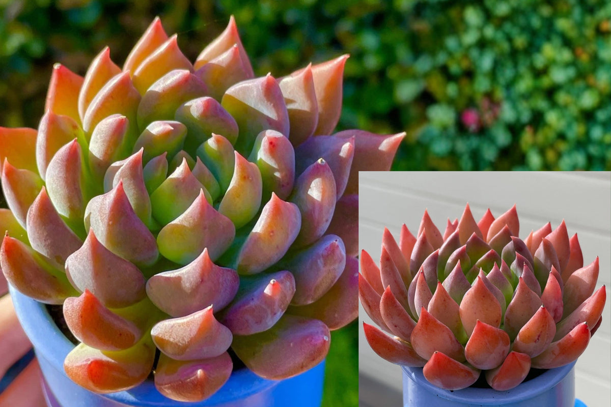 Sedeveria ‘Dark Elf’ Rare Succulent Live Plant – 2.5–3 Inch Bare Root