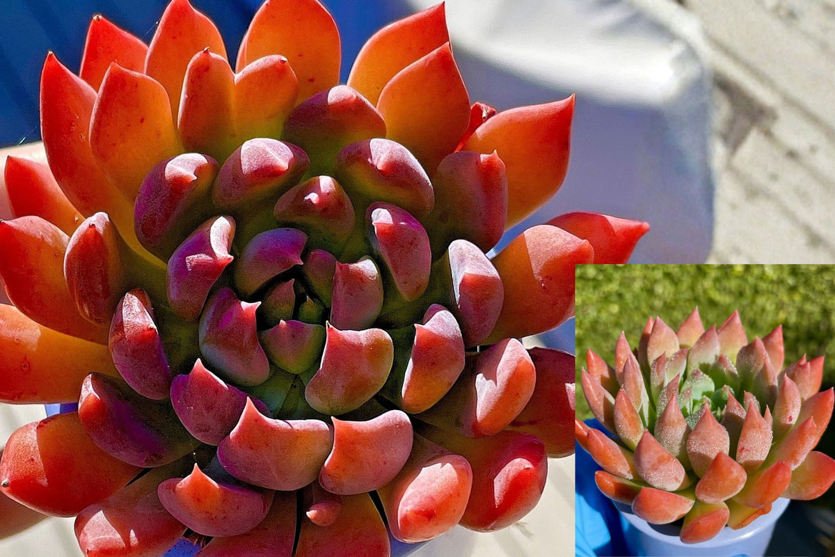 Sedeveria ‘Dark Elf’ Live Succulent – Rooted 2.5 Inch – Bare Root