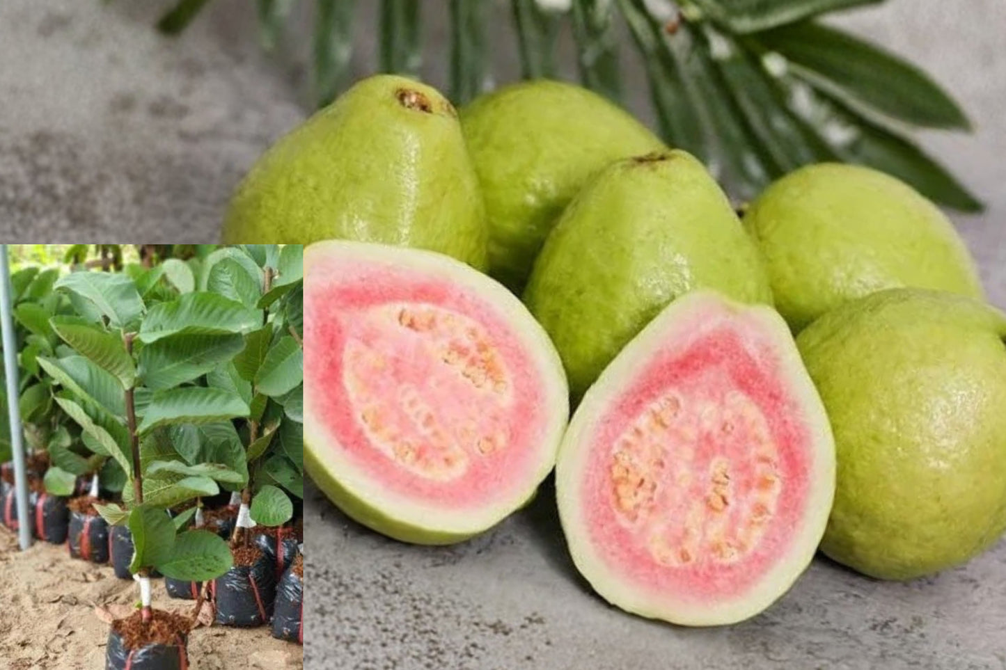 Pink Guava Live Plant – 5–10 Inches Tall – Psidium guajava