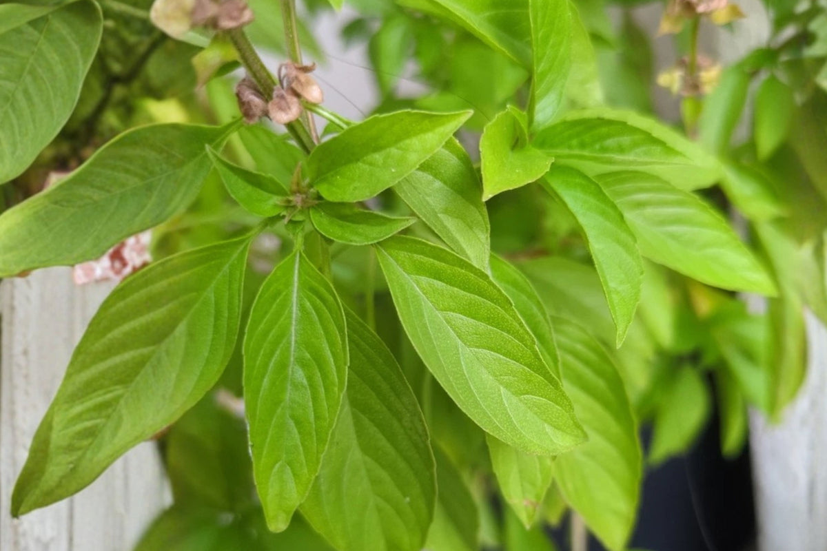 Thai Basil Cutting – 1 Live Culinary Herb Cutting (Ocimum basilicum var. thyrsiflora)