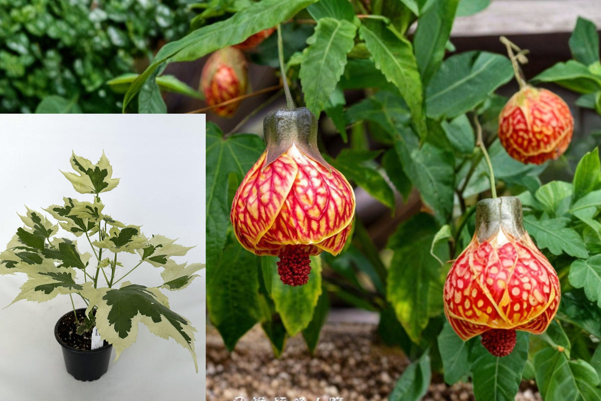 Variegated Abutilon Live Plant, Flowering Ornamental Shrub, 5–7 Inch Tall Outdoor Garden Plant