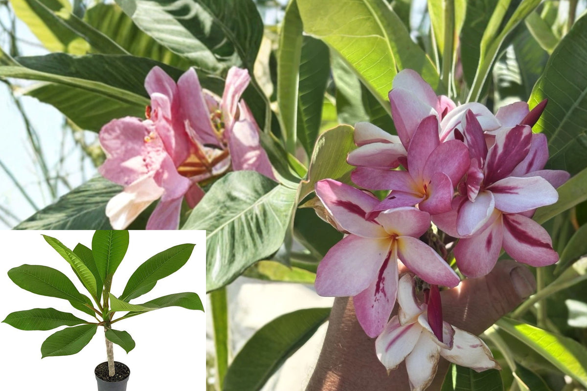 Princess Victoria Plumeria Live Plant, Pink Frangipani, Rooted in 1 Gallon Pot, 10–16 Inch Tropical Flowering Plant