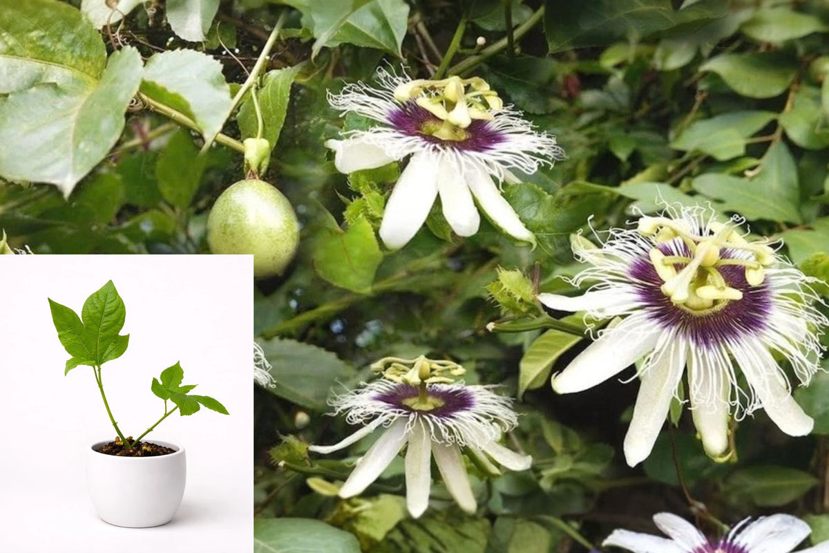 Sweet Sunrise Golden Passion Fruit Live Plants – 2 Starter Plugs – Passiflora edulis