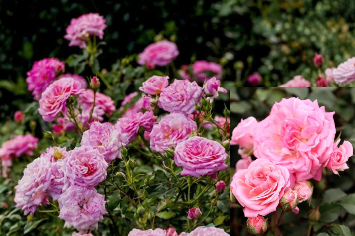 Pink Drift Rose Live Bare Root Plant – Pink Groundcover Rose – Rosa