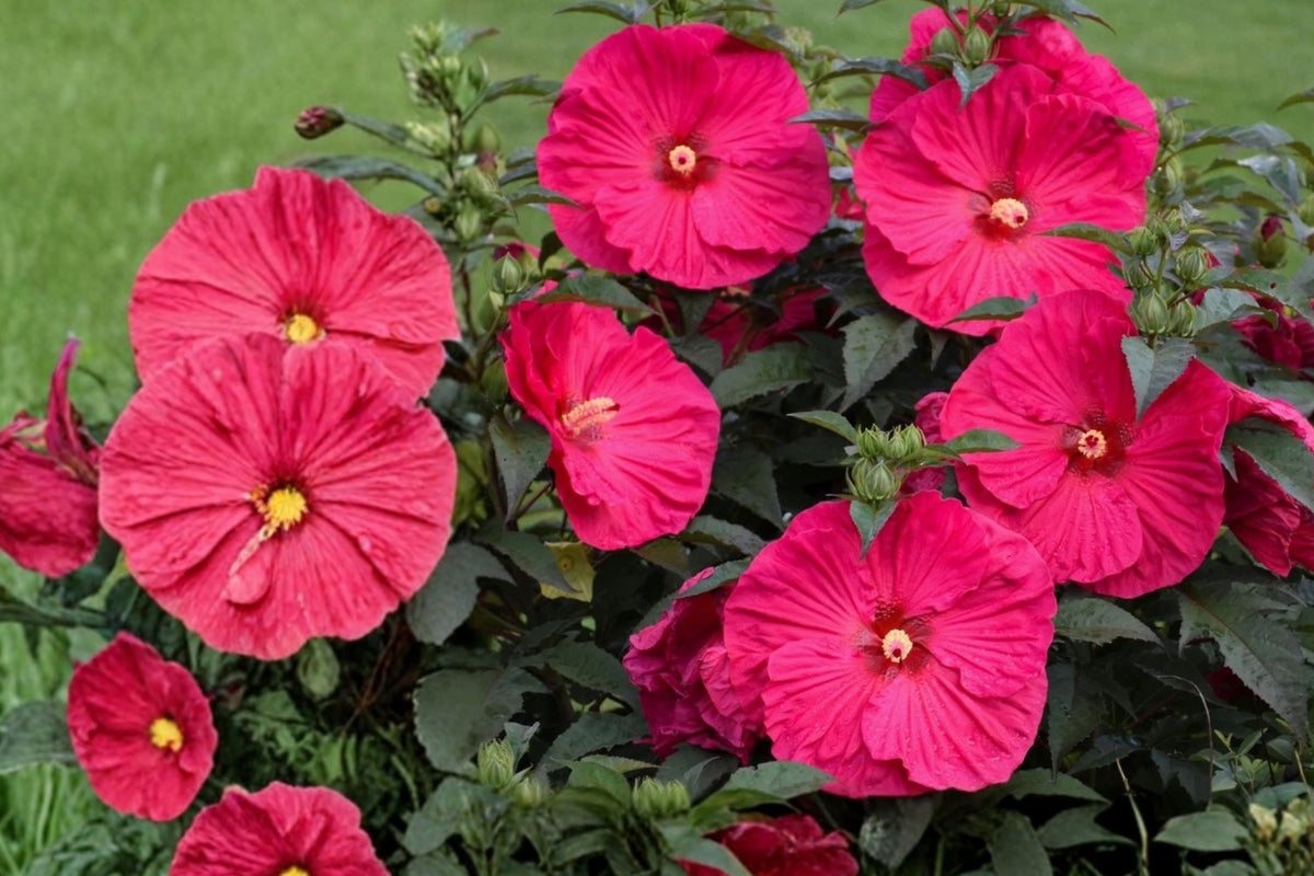 Bush Hibiscus Surprise Variety Live Plant – 1 Potted Plant – 2.5 Inch Pot