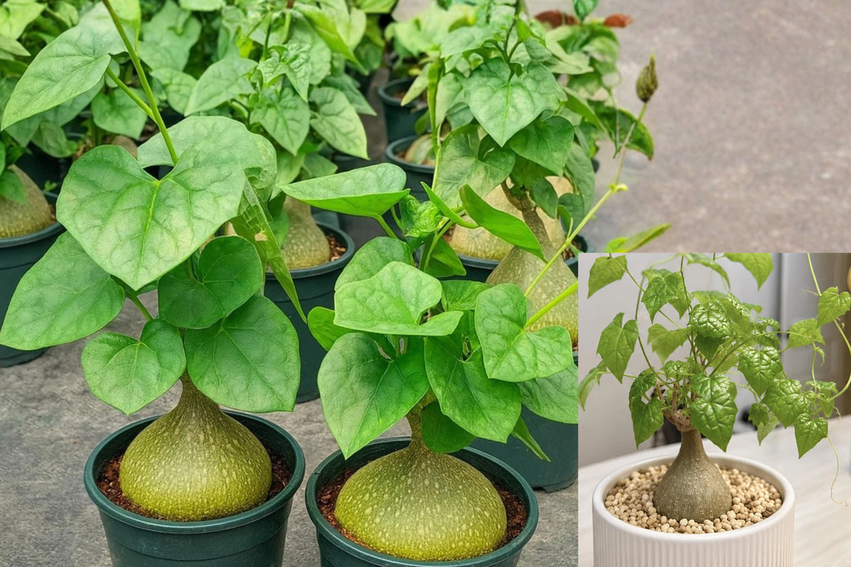 Gerrardanthus macrorhizus Live Plant – Rare Tuberous Succulent Vine