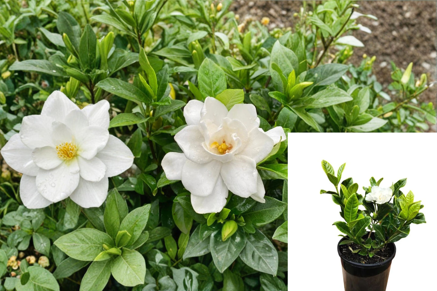 Gardenia 3 Live Plants – 8–13" Tall – Rooted Plants – Gardenia