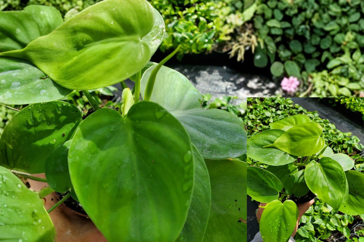 Heartleaf Philodendron Live Plant – Philodendron hederaceum – Bare Root