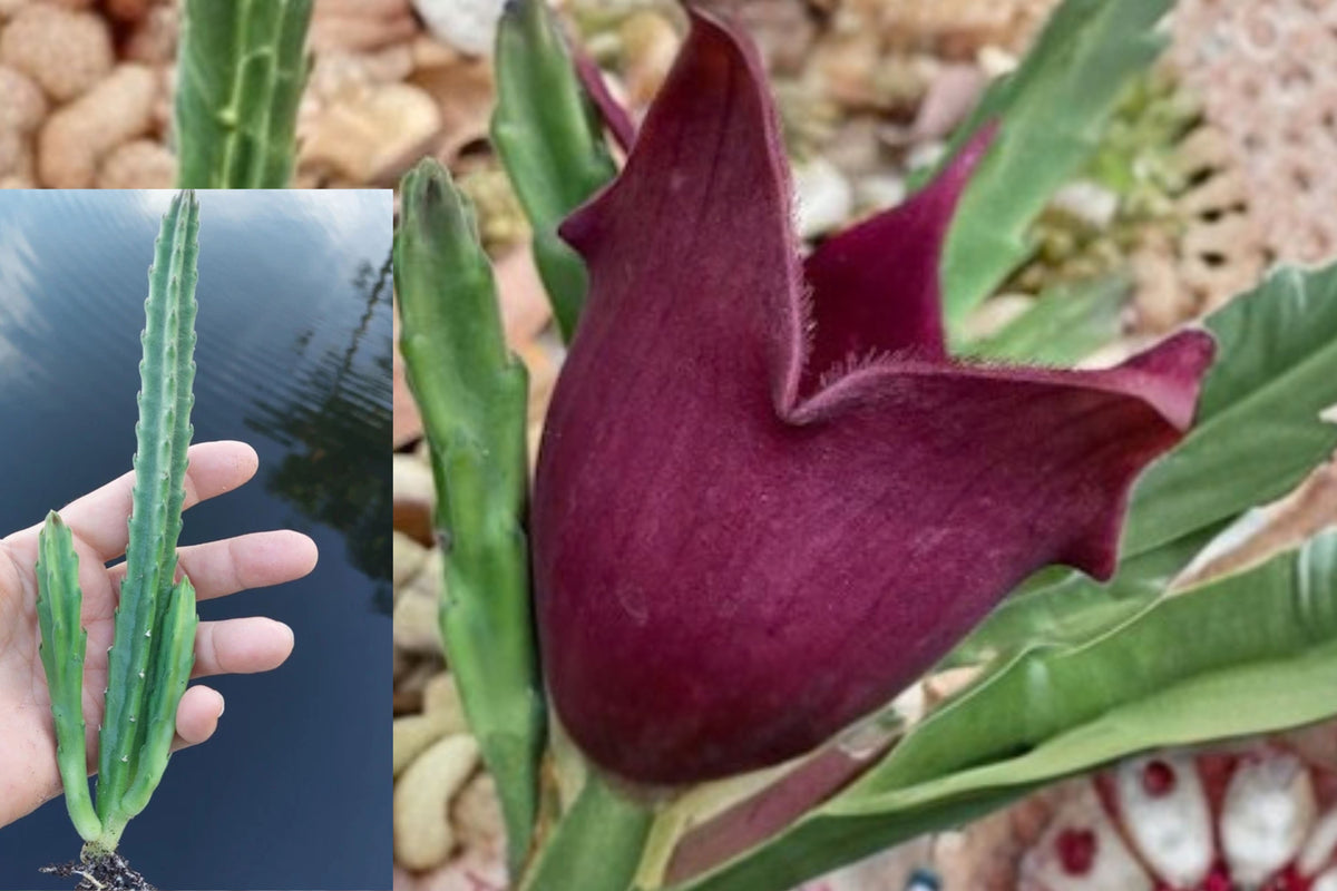 Black Bell Stapelia Leendertziae Live Plant – 1 Rooted Starter – Stapelia leendertziae