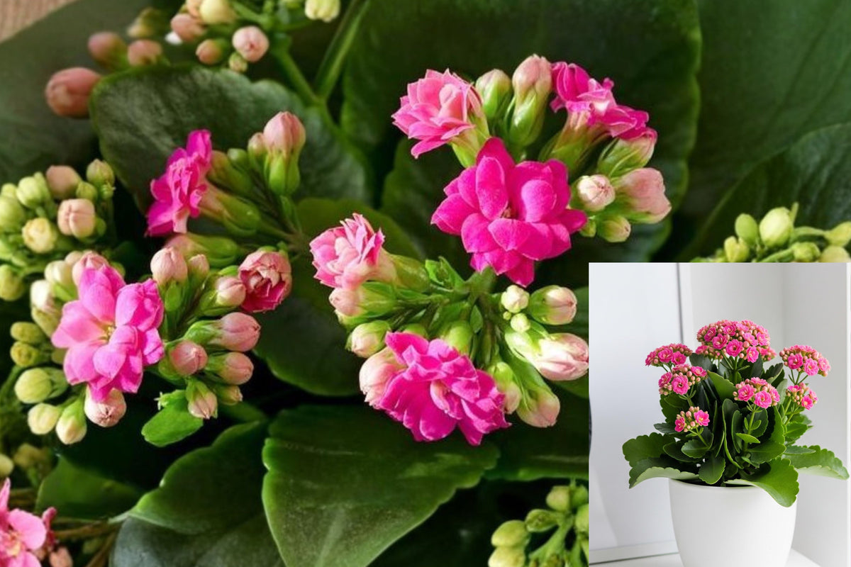 Pink Kalanchoe Live Plant, Well Rooted Flowering Succulent, Indoor Potted Houseplant, Pink Bloom Plant Gift