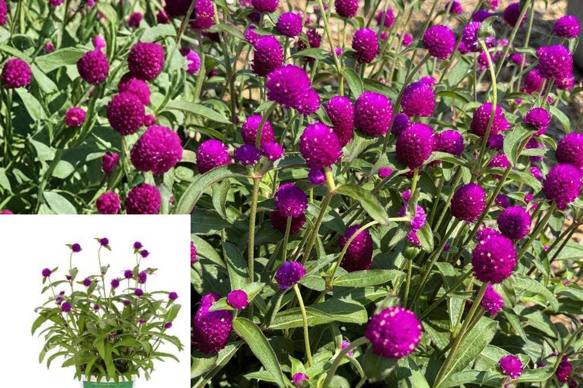 3 Ping Pong Purple Gomphrena Live Starter Plants, Globe Amaranth Flowers, Purple Pollinator Garden Plants